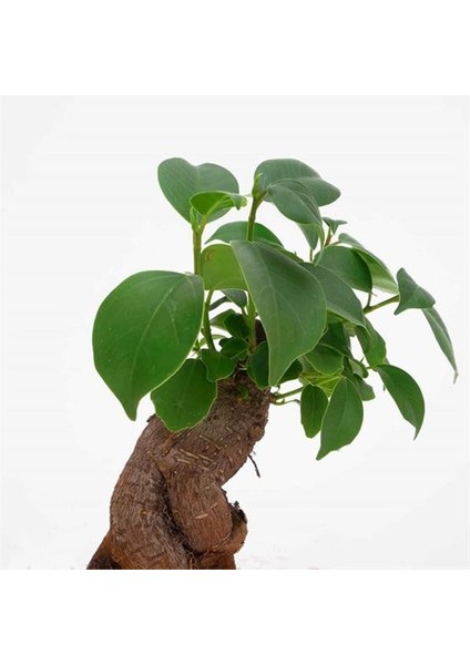 Bonsai Ficus Ginseng Mini 10-15CM fiyatları