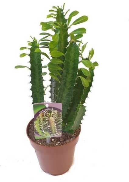 Trigona Euphorbia 20-25CM "afrika Süt Ağacı"