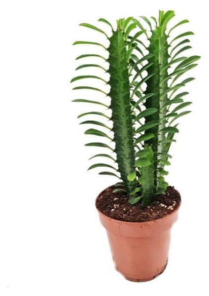 Trigona Euphorbia 20-25CM "afrika Süt Ağacı"