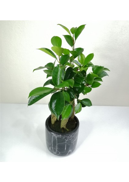 Bonsai Ficus Ginseng Siyah Seramik Saksılı fiyatları