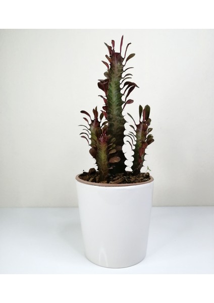 Trigona Euphorbia Rubra Red "afrika Süt Ağacı" Beyaz Seramik Saksılı