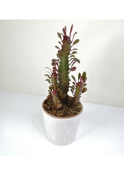 Trigona Euphorbia Rubra Red "afrika Süt Ağacı" Beyaz Seramik Saksılı fiyatları