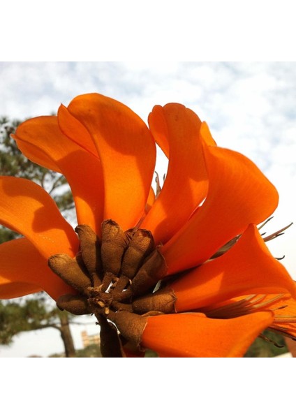 Erythrina Caffra Mercan Ağacı Fidanı Özel Tür