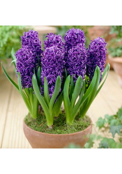 Ithal Purple Yoğun Kokulu Sensation Mor Sümbül Soğanı (3 Adet)
