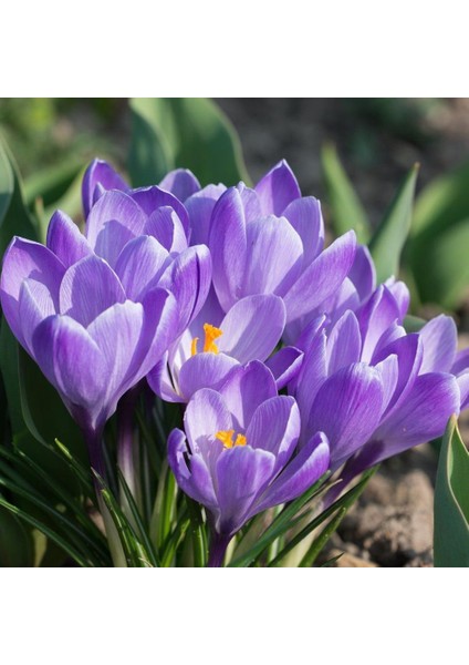Flower Record Eflatun Renkli Çiğdem Soğanı (5 Adet)