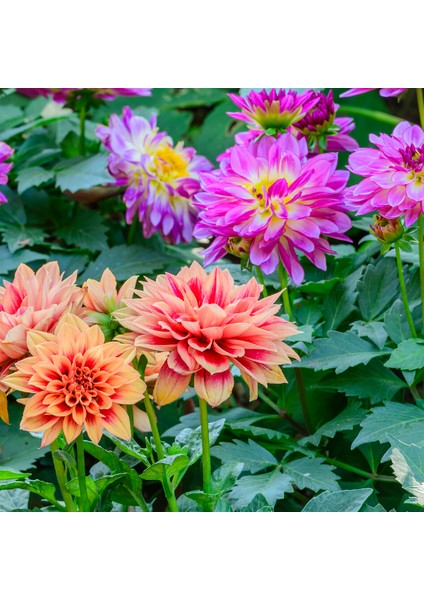 100 Adet Dahlia Yıldız Çiçeği Tohumu