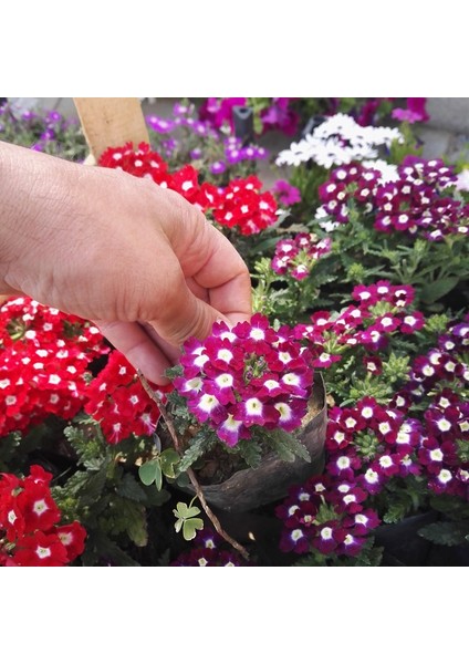 10 Adet Mine Çiçeği Tohumu