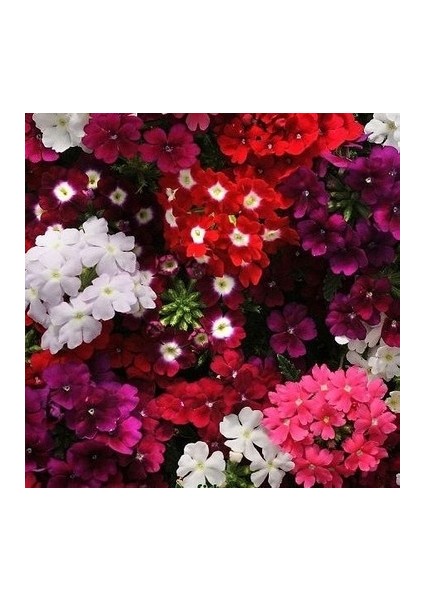 10 Adet Mine Çiçeği Tohumu fiyatları