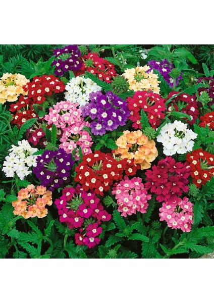 10 Adet Mine Çiçeği Tohumu modelleri