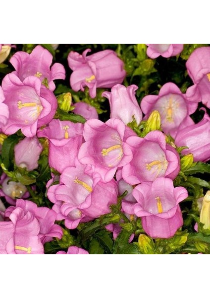 Anamur Naturel Isabella Campanula Rose Pink Çan Çiçeği Tohumu (100 Tohum)