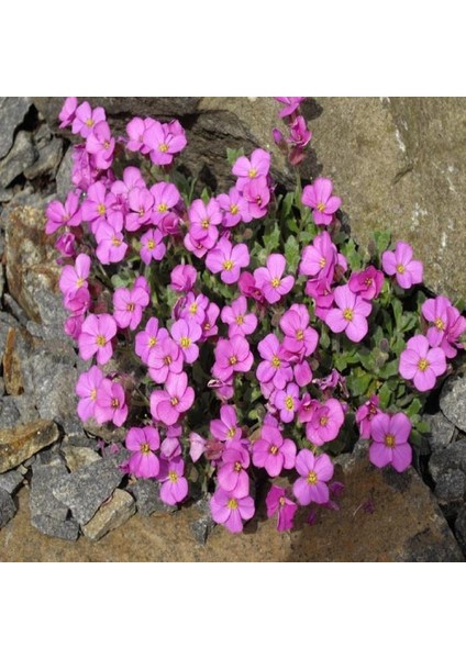 Pink Rose Aubrieta Pembe Obrizya Çiçeği Tohumu (50 Tohum)