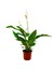 Spathiphyllum Barış Çiçeği Saksıda 6,5 cm 1