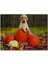 Köpek Kabaklar 1000 Parça Puzzle Yapboz Mdf(Ahşap) 1