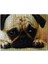 Pug Cinsi Köpek 120 Parça Puzzle Yapboz Mdf (Ahşap) 1