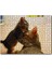 Yavru Kedi Anne Sevgisi 1000 Parça Puzzle Yapboz Mdf(Ahşap) 1