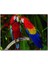 Amazon Papaganı 1000 Parça Puzzle Yapboz Mdf(Ahşap) 1