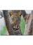 Cakapuzzle Ağaç Dallarında Genç Leopar 255 Parça Puzzle Yapboz Mdf (Ahşap) 1