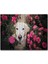 Cakapuzzle Beyaz Golden Retriever Çiçekler Arasında 255 Parça Puzzle Yapboz Mdf (Ahşap) 1