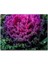 Cakapuzzle Brassica Oleracea Yaprakları 120 Parça Puzzle Yapboz Mdf (Ahşap) 1