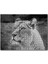 Cakapuzzle Dişi Aslan Monochrome 255 Parça Puzzle Yapboz Mdf (Ahşap) 1
