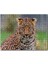 Cakapuzzle Genç Leopar 255 Parça Puzzle Yapboz Mdf (Ahşap) 1