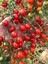 30 Adet Çeri Domatesi Cherry Tohumu + Tohum 1