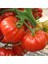100 Adet Marmande Domates Tohumu Tohum 1