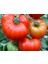 100 Adet Marmande Domates Tohumu Tohum 2
