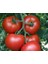 500 Adet Sırık Domates Tohumu + Tohum 2