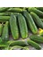 10 Adet Kornişon Salatalık Turşuluk Tohumu + Tohum 1