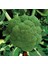 10 Adet Brokoli Brocoli Tohumu + Tohum 1