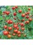 10 Adet Çeri Domatesi Cherry Tohumu + Tohum 3