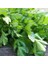 10 Adet D'giant Italiana Maydanoz Tohumu + Tohum 1