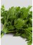10 Adet D'giant Italiana Maydanoz Tohumu + Tohum 2