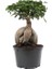 Bonsai Ficus Ginseng 20CM 2