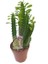 Trigona Euphorbia 20-25CM "afrika Süt Ağacı" 1