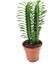 Trigona Euphorbia 20-25CM "afrika Süt Ağacı" 2