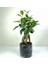Bonsai Ficus Ginseng Siyah Seramik Saksılı 1
