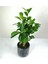 Bonsai Ficus Ginseng Siyah Seramik Saksılı 2