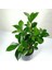 Bonsai Ficus Ginseng Siyah Seramik Saksılı 3