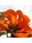 Erythrina Caffra Mercan Ağacı Fidanı Özel Tür 1