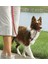 Pet Safe Easy Walk Headcollar Köpek Kafalıklı Tasma Kırmızı Large (27.2 Kg.-59 Kg.) 3