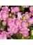 Anamur Naturel Isabella Campanula Rose Pink Çan Çiçeği Tohumu (100 Tohum) 1