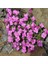 Pink Rose Aubrieta Pembe Obrizya Çiçeği Tohumu (50 Tohum) 1