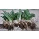 Kırkpınar Çiftliği Salep Orkidesi Fidesi 1 kg