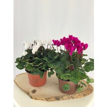 Parmiagarden Parmia Garden Canlı Saksılı Sıklamen Çiçeği