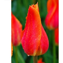 Tacirdepoticaret - Iri Kafa Özel Seri Miramare Ithal Lale Soğanı 4 Adet