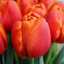 Tacirdepoticaret - Büyük Çiçekli Katmerli Icoon Double Lale Soğanı 5 Adet