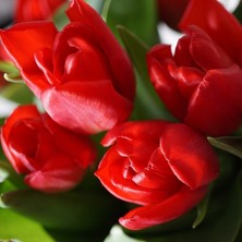 Tacirdepoticaret - Özel Üretim Special Red Escape Lale Soğanı 5 Adet