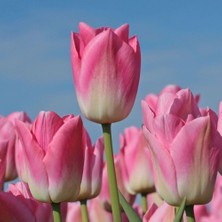 Tacirdepoticaret - Pink Dynasty Ithal Lale Soğanı 5 Adet